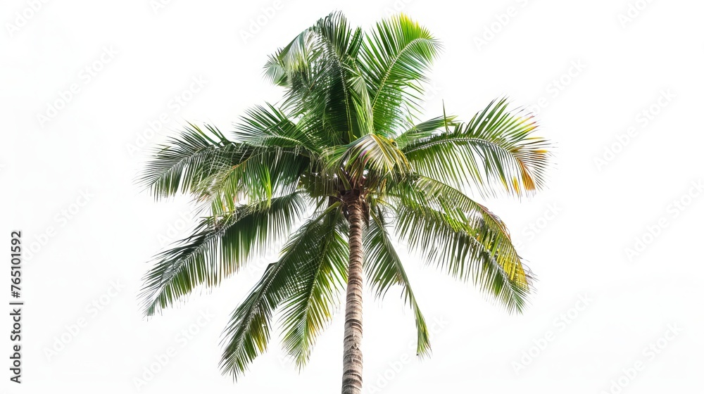 Fototapeta premium Image of a single coconut palm tree against a white backdrop.