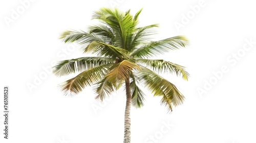 Image of a single coconut palm tree against a white backdrop. © Suleyman