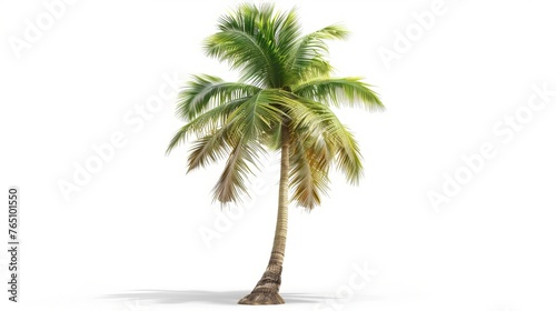 Image of a single coconut palm tree against a white backdrop.