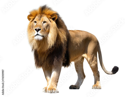 Löwe auf vier beinen isoliert auf weißen Hintergrund, Freisteller 