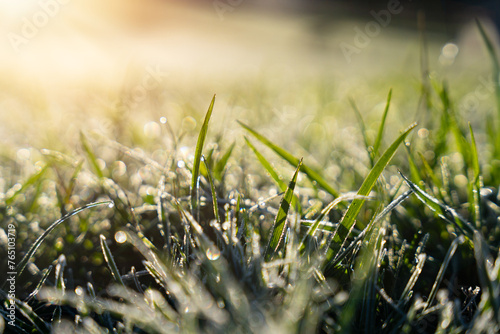 Dewy Morning Grass 