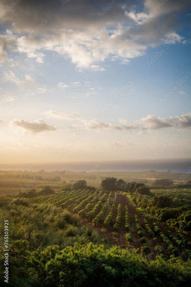 Naklejka premium Sunrise over a coffee plantation on the island of Kauai. Beautiful morning light streams over the coffee plants in this prime area for growing the beans. Kauai produced 10.45 million pounds of beans.