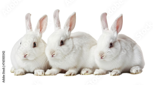 Collection of three white rabbits (portrait, sitting), animal bundle isolated on a white background. With clipping path