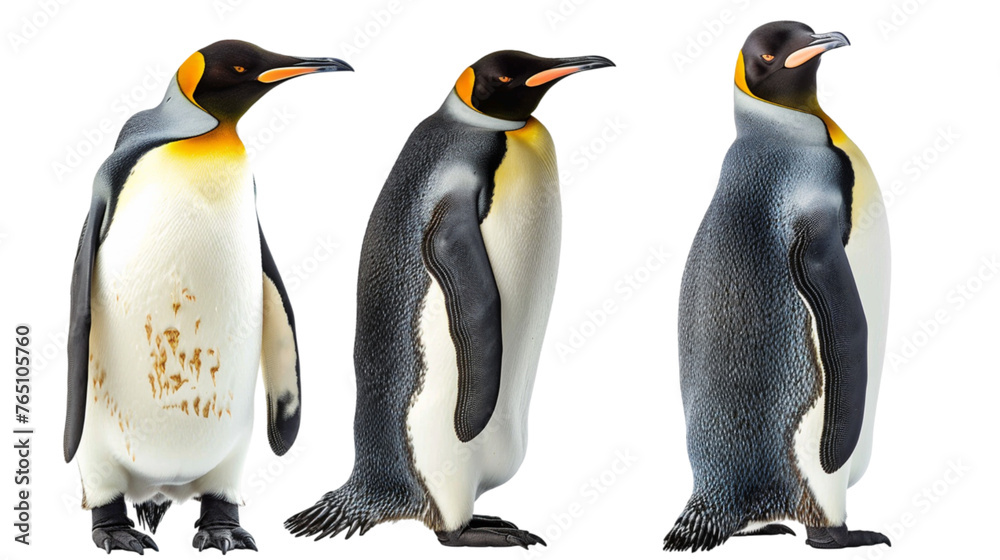 Fototapeta premium Emperor penguin collection (lying, standing, portrait) isolated on a white background, animal bundle. With clipping path
