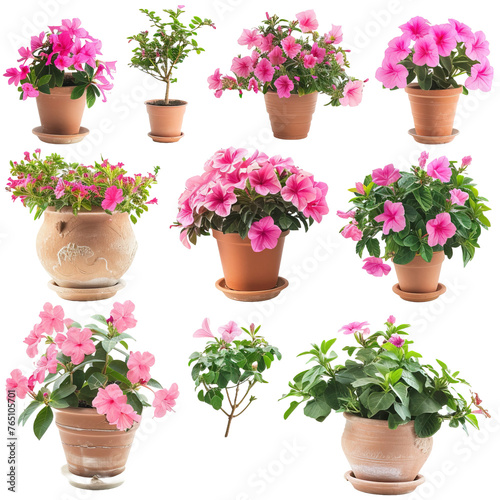 Set of flowering pink in various pots on white background,png