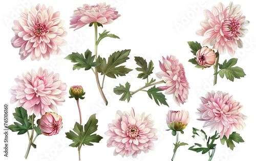 Set collection of delicate pink chrysanthemum on white background,png photo