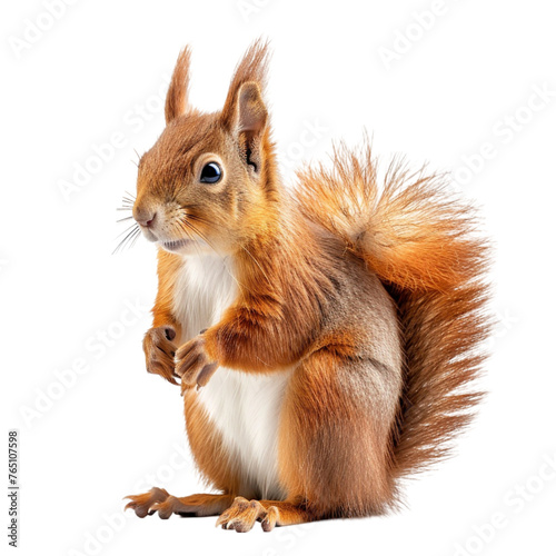 Sitting red squirrel isolated on a white background. With clipping path