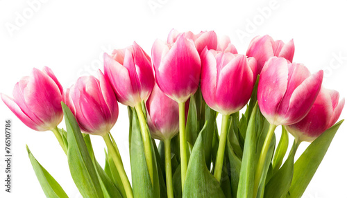 Rosa Tulpen am unteren Rand isoliert auf weißen Hintergrund, Freisteller 