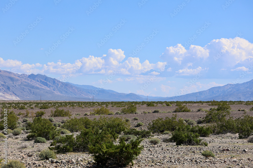 winter wildflowers in the Death Valley desert