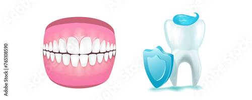 Dental anatomy and physiology. Brightening and whitening of teeth. Types of teeth cross section. Dental clinic and dental health vector illustration. Structure of human tooth alignment.