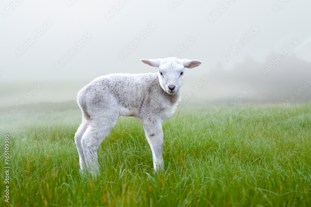 Single lamb on the grass at the farm in springtime - obrazy, fototapety, plakaty 