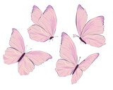 pink butterfly hand drawn design vector