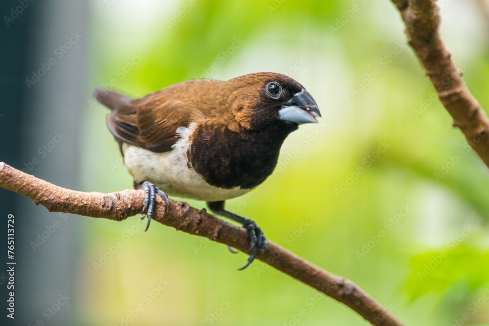 Obraz premium The Javan munia (Lonchura leucogastroides) is a species of estrildid finch native to southern Sumatra, Java, Bali and Lombok islands in Indonesia.