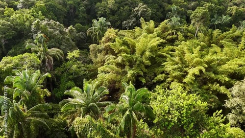 Paisaje aéreo de un bosque húmedo tropical con montañas de fondo en el municipio de Melgar - Tolima en Colombia photo