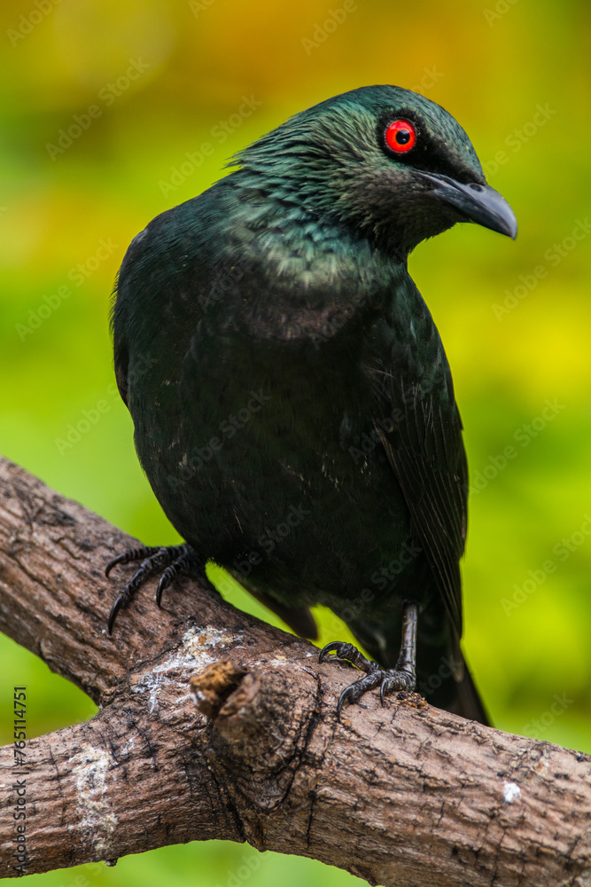 The Asian glossy starling (Aplonis panayensis) is a species of starling in the family Sturnidae The Asian glossy starling (Aplonis panayensis) is a species of starling in the family Sturnidae