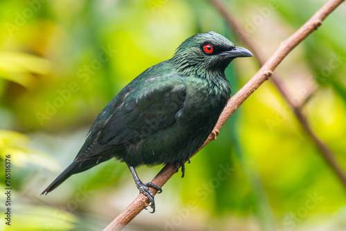 The Asian glossy starling (Aplonis panayensis) is a species of starling in the family Sturnidae