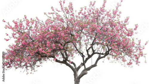 Pink cherry blossom tree on transparent background - A high-resolution image of a majestic cherry blossom tree with delicate pink flowers, presented on a transparent background © Mickey