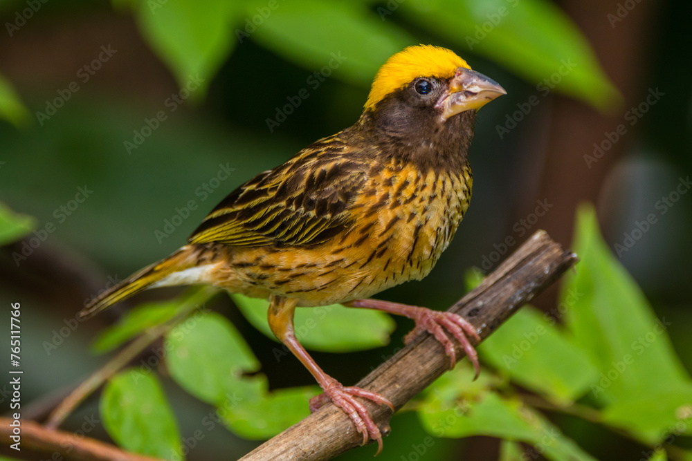 The streaked weaver (Ploceus manyar) is a species of weaver bird found in South Asia and South-east Asia The streaked weaver (Ploceus manyar) is a species of weaver bird found in South Asia and South-east Asia