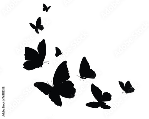 black butterfly 
