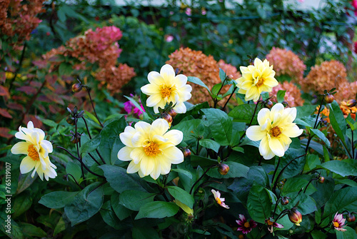 Yellow flowers dahlia sown from seeds grows in the garden in the fall photo