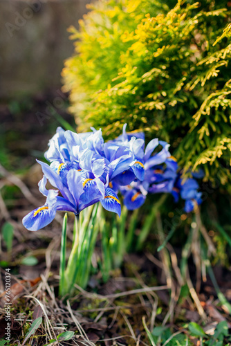 Blue mini irises blooming in spring garden on sunny day. Group of dwarf flowers in blossom grow by evergreen thuja