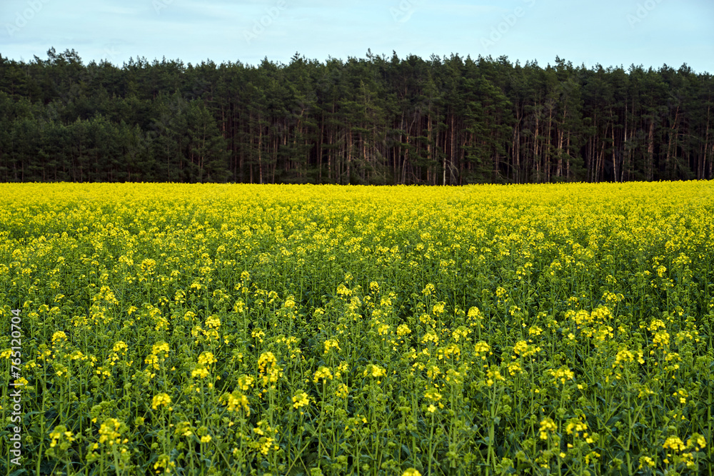 Rural landscape with rapeseed cultivation and forest during spring summer