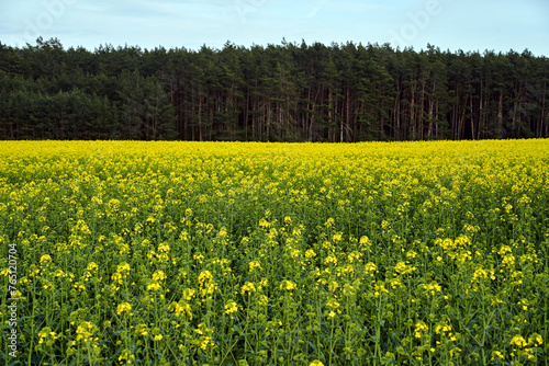 Rural landscape with rapeseed cultivation and forest during spring summer