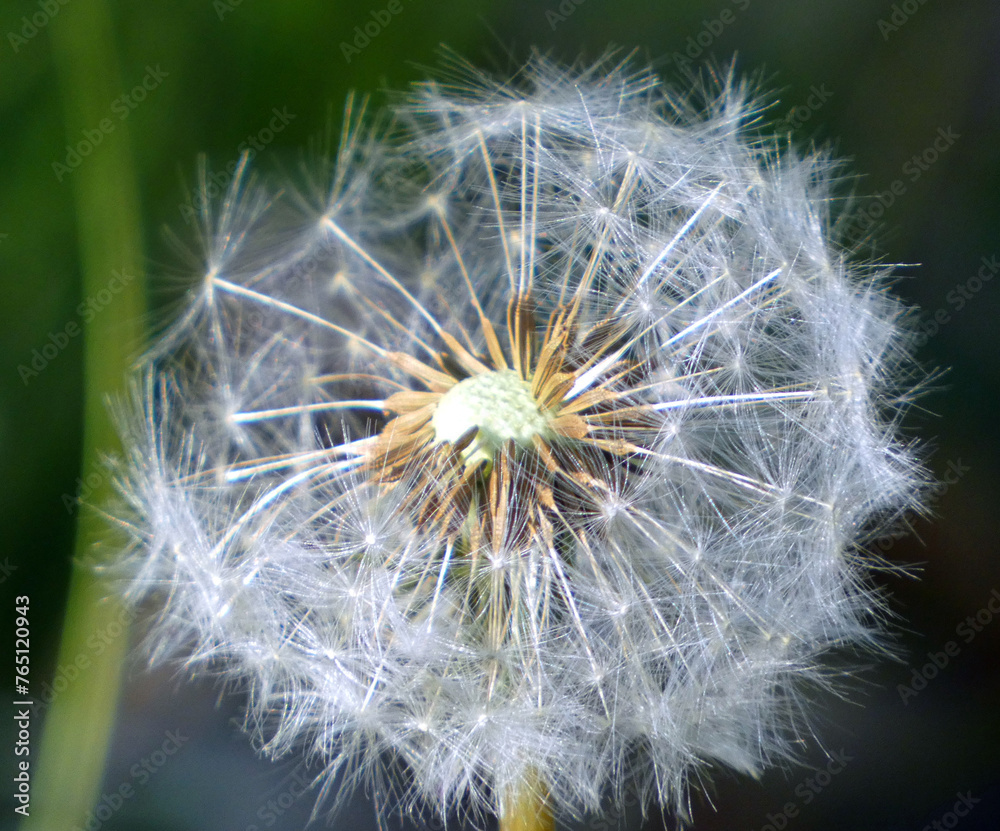 Fototapeta premium Dandelion in Graal-Müritz (Baltic Sea, Germany)