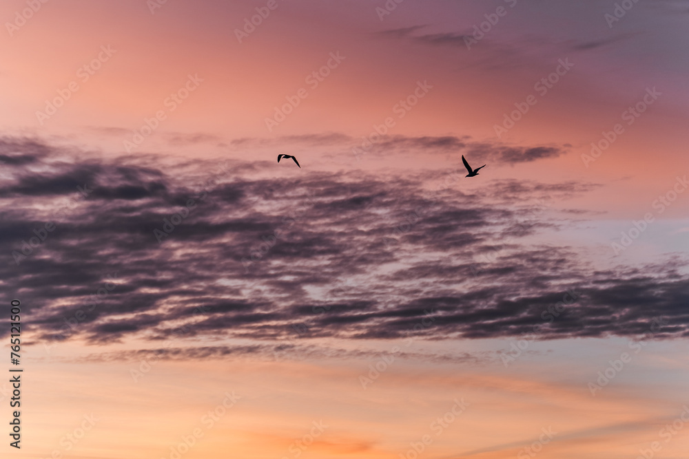 flying freely with a beautiful sunrise