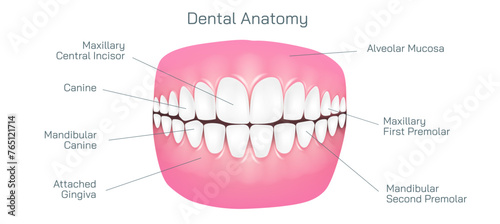 Dental anatomy and physiology. Brightening and whitening of teeth. Types of teeth cross section. Dental clinic and dental health vector illustration. Structure of human tooth alignment.