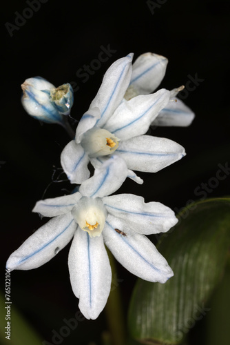 Scilla mischtschenkoana - Tubergeniana - white blue bulb flower in early spring