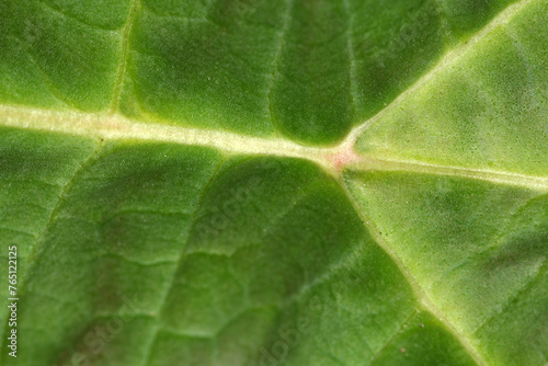 Detail of a Rhubard leaf - midrib and veins - Rheum rhaponticum photo