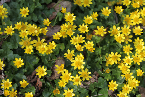 Lesser celandine - Ranunculus ficaria - Ficaria grandiflora - Ficaria verna