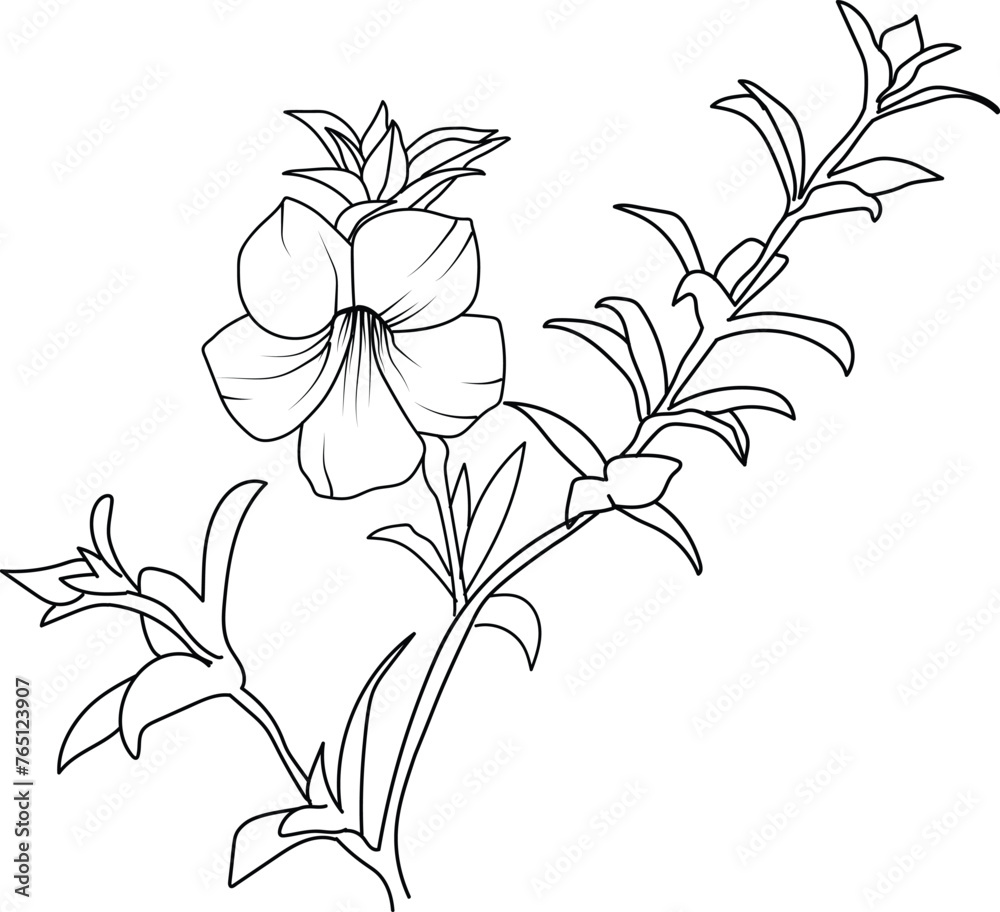 Allamanda cathartica drawing, sketch allamanda flower drawing, pencil allamanda flower drawing