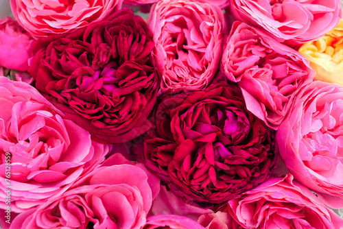 Close up of pink magenta english roses flower heads arranged in floral background. Top view of blooms