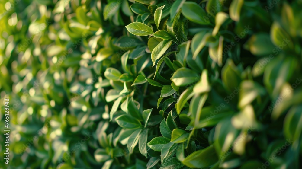 Close up of green leaves on bush Close up of green leaves on bush