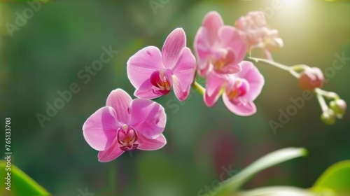a group of pink flowers sitting on top of a lush green leaf covered field with sunlight shining through the leaves.