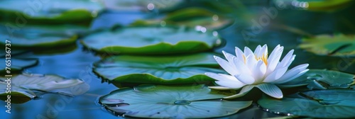 Solitary white lotus floating on water - Image of a white lotus flower with bright yellow center, floating gracefully among dark green lily pads on reflective water