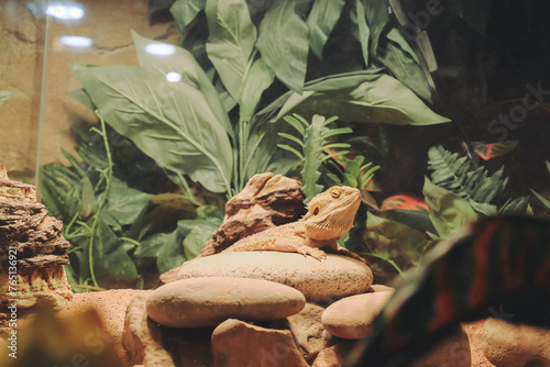 Quadro em tela Bearded Dragon Resting on Rocks in Terrarium