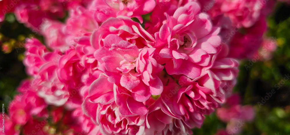 Rosa damascena, known as the Damask rose - pink, oil-bearing, flowering, deciduous shrub plant. Balley of Roses. Close up view. Back light. Selective focus.