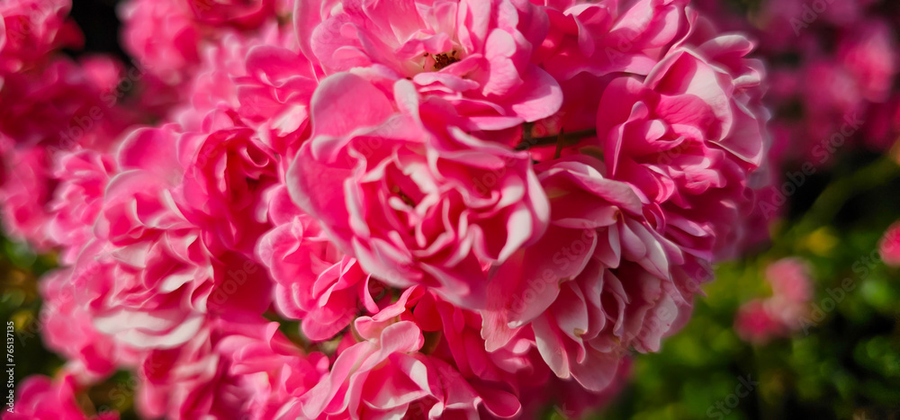 Rosa damascena, known as the Damask rose - pink, oil-bearing, flowering, deciduous shrub plant. Balley of Roses. Close up view. Back light. Selective focus.