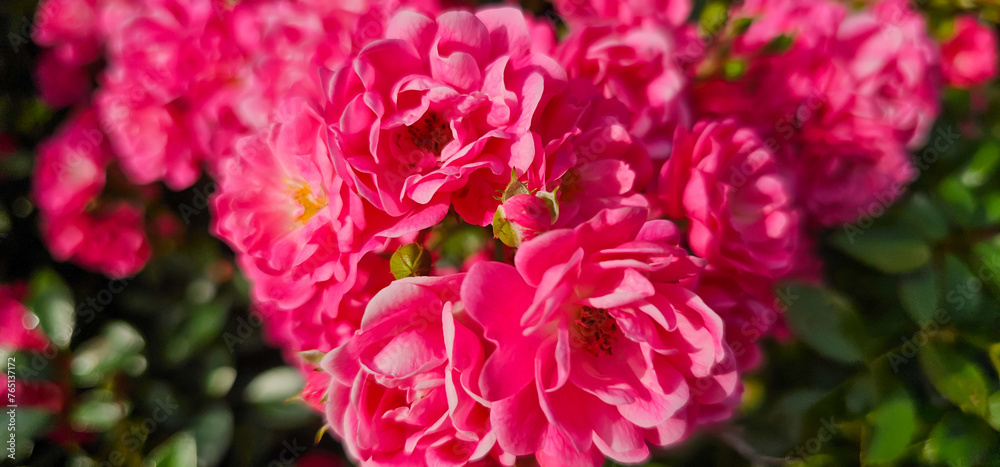 Rosa damascena, known as the Damask rose - pink, oil-bearing, flowering, deciduous shrub plant. Balley of Roses. Close up view. Back light. Selective focus. Rosa damascena, known as the Damask rose - pink, oil-bearing, flowering, deciduous shrub plant. Balley of Roses. Close up view. Back light. Selective focus.