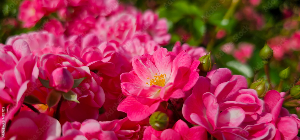 Rosa damascena, known as the Damask rose - pink, oil-bearing, flowering, deciduous shrub plant. Balley of Roses. Close up view. Back light. Selective focus. Rosa damascena, known as the Damask rose - pink, oil-bearing, flowering, deciduous shrub plant. Balley of Roses. Close up view. Back light. Selective focus.
