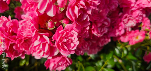 Rosa damascena, known as the Damask rose - pink, oil-bearing, flowering, deciduous shrub plant. Balley of Roses. Close up view. Back light. Selective focus. photo