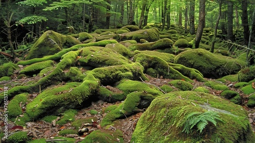 a large group of moss covered rocks in the middle of a forest filled with lots of green plants and trees.