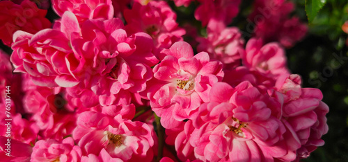 Fototapeta Naklejka Na Ścianę i Meble -  Rosa damascena, known as the Damask rose - pink, oil-bearing, flowering, deciduous shrub plant. Balley of Roses. Close up view. Back light. Selective focus.