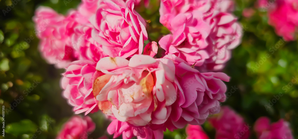 Rosa damascena, known as the Damask rose - pink, oil-bearing, flowering, deciduous shrub plant. Balley of Roses. Close up view. Back light. Selective focus.
