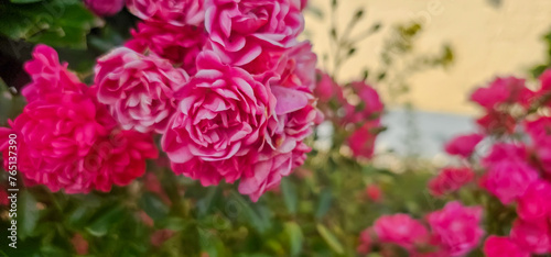 Rosa damascena, known as the Damask rose - pink, oil-bearing, flowering, deciduous shrub plant. Balley of Roses. Close up view. Back light. Selective focus. © FlorianSchultze