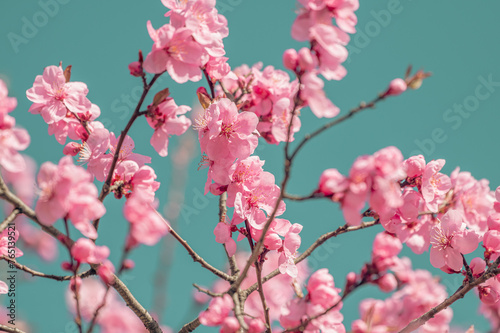Flowering tree blossom. Flowering tree with pink flowers in the spring. Pink cherry tree flowers on blue sky background, retro toned.