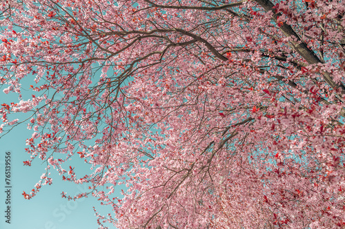 Flowering tree blossom. Flowering tree with pink flowers in the spring. Pink cherry tree flowers on blue sky background, retro toned.